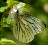 May 11d Butterfly-small.JPG