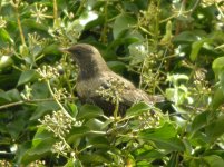 Ring Ouzel, Tynemouth 1.jpg