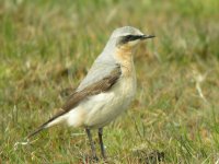 Wheatear, Cresswell 3.jpg