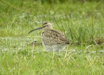 Whimbrel, Prestwick Carr 1.jpg