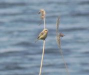 Chinese Penduline Tit.jpg