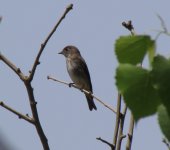 Dark-sided Flycatcher.jpg