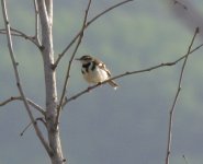 Forest Wagtail.jpg