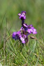 Green-winged Orchid-1330.jpg