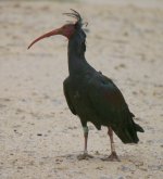 Bald Ibis 2 - Copy.JPG