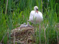 Cygnets Moors 140512.jpg