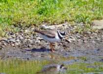 Ringed Plover.jpg