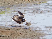 Ringed Plover and LRP.jpg