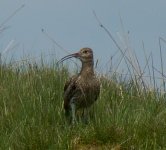 curlew  28.JPG