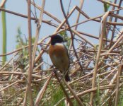 stonechat in the sun.JPG