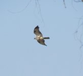 Upland Buzzard.jpg