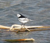 White Wagtail.jpg