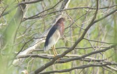 Chinese Pond Heron.jpg