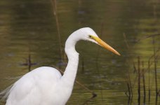 egret2.jpg