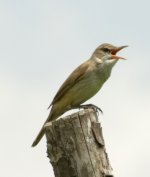 080513021 Nara Ponds.jpg