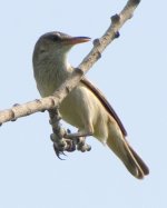 070524016 Nara Ponds.jpg