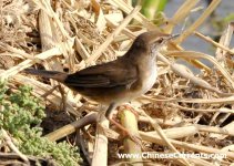 Pere David's Bush Warbler.jpg