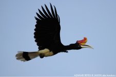 JAY_5619 Rhinoceros Hornbill.jpg