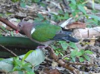 Emerald Dove.JPG