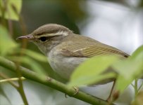 Warbler-2-XL.jpg