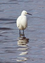 egret53.jpg