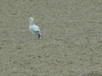 Mystery Gull 1.jpg