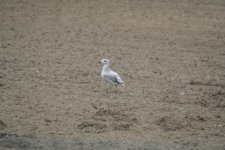 Mystery Gull 5.jpg