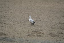 Mystery Gull 6.jpg