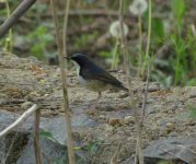 Siberian Blue Robin.jpg