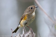 11307_Red-flanked Bluetail.jpg