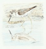 common_greenshank_1_800.jpg