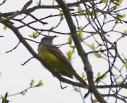 Great-Crested-Flycatcher-1.jpg