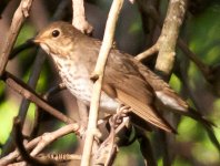 GreyCheckedThrush-1.jpg