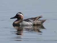 garganey7shibdon24.5.12.jpg