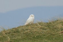 snowy-owl.jpg