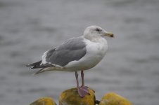 GlaucouswingedGull_3c_Choshi_Japan_20120305_012.JPG