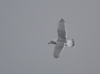 GlaucouswingedGull_3c_Choshi_Japan_20120305_011.JPG