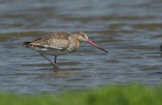 blackwit 1 copy.jpg