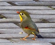 red billed leiothrix (leiothrix lutea) 1.jpg