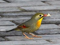 red billed leiothrix (leiothrix lutea) 3.jpg