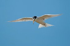 little tern 2.jpg