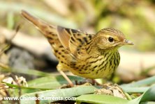 Lanceolated Warbler 1.jpg