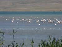 Greater Flamingos & Avocets - Village of Karagunduz, Erçek Gölü - P1250078 - 29-06-2011 - Turkey.jpg