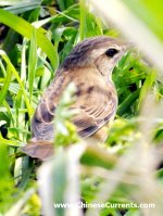 Pallas's Grasshopper Warbler 1.jpg