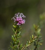 flower D800_DSC9122_01.jpg