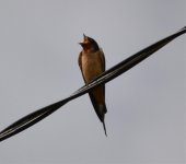 barn swallow - DSC_1886.jpg
