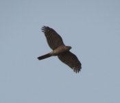 Eurasian Sparrowhawk.jpg