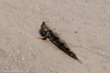 11032_Mudskipper.jpg