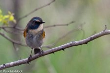 11085_Red-flanked Bluetail.jpg
