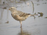 Water-Pipit-(03-05).jpg